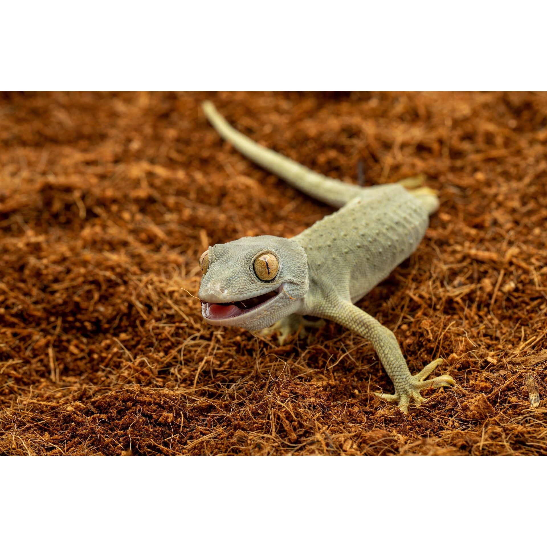 ReptiEarth Breeder Blocks and Bundles