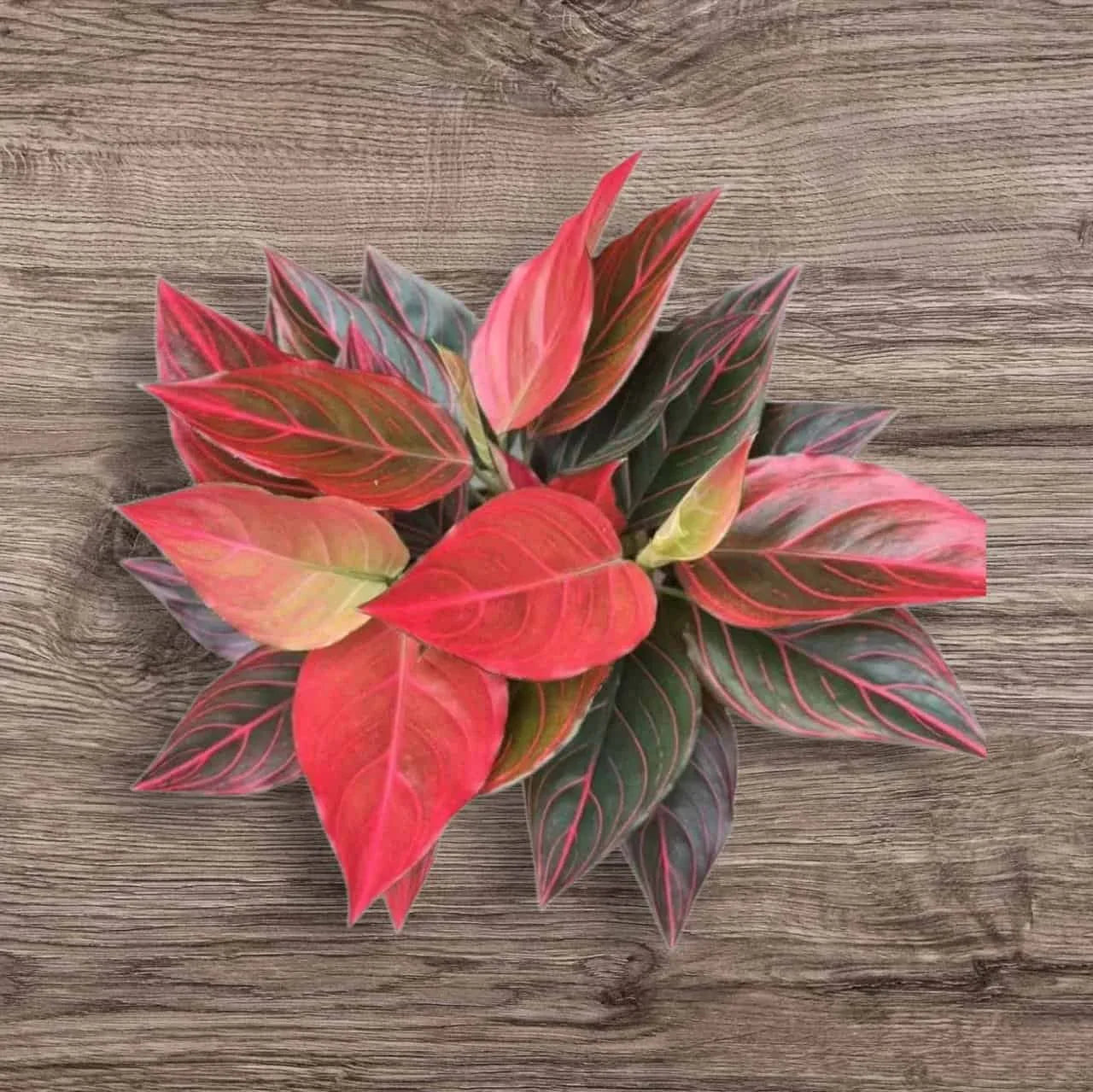 1 Aglaonema Red Vein – Rooted Starter Plant, Live Houseplant, Chinese Evergreen, Easy Care Indoor Plant with Colorful Foliage