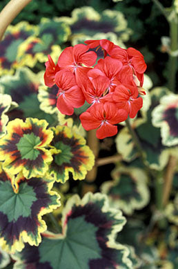 1 Rare Variegated Zonal Pelargonium Geranium Cutting | 6" Unrooted Live Plant | Fancy Foliage | Starter Garden Plant