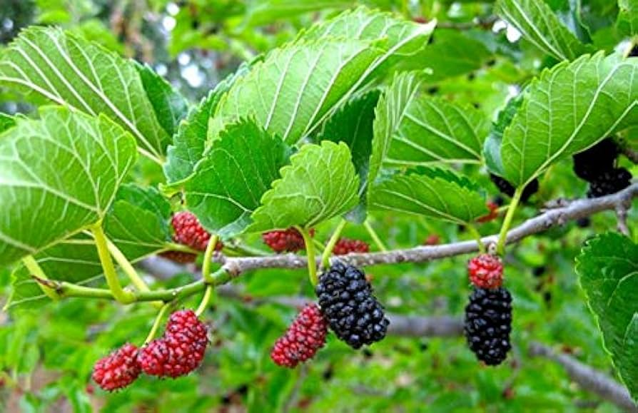 1 Red Mulberry Tree - Morus rubra | 12–24” Live Bare Root | Native Fruit Tree for Wildlife, Shade & Edible Landscapes