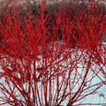 1 Red Twig Dogwood Shrub - Cornus sericea | 12-18” Bare Root | Hardy Native Shrub for Landscapes & Wildlife