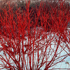 1 Red Twig Dogwood Shrub - Cornus sericea | 12-18” Bare Root | Hardy Native Shrub for Landscapes & Wildlife