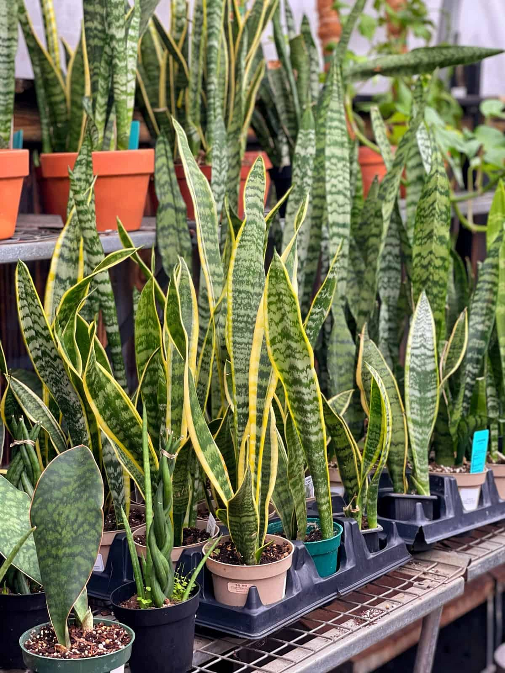 1 Sansevieria Trifasciata Snake Plant in 4" Pot - Low Maintenance Indoor Houseplant, Air Purifying