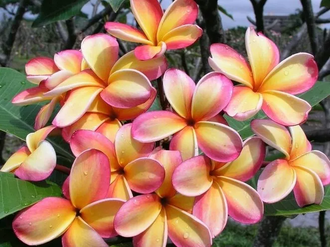 'Lei Rainbow' Plumeria Cuttings, 9-12 Inch Fresh Cuttings, Fragrant Tropical Plant, USDA Zones 10-12