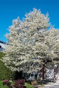1 Allegheny Serviceberry Tree - Live Bare Root Plant 12"-14" (Amelanchier laevis)