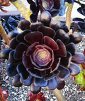 1 Aeonium Arboreum 'Black Rose' Cutting 3-5 Inch Long | Dark Burgundy Succulent | Easy Care | Full Sun/Partial Shade