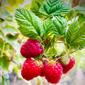 1 Raspberry Bush Live Plant – Sweet Raspberries, High-Yield Starter Plant for Home Gardens, Self-Fertile & Easy to Grow