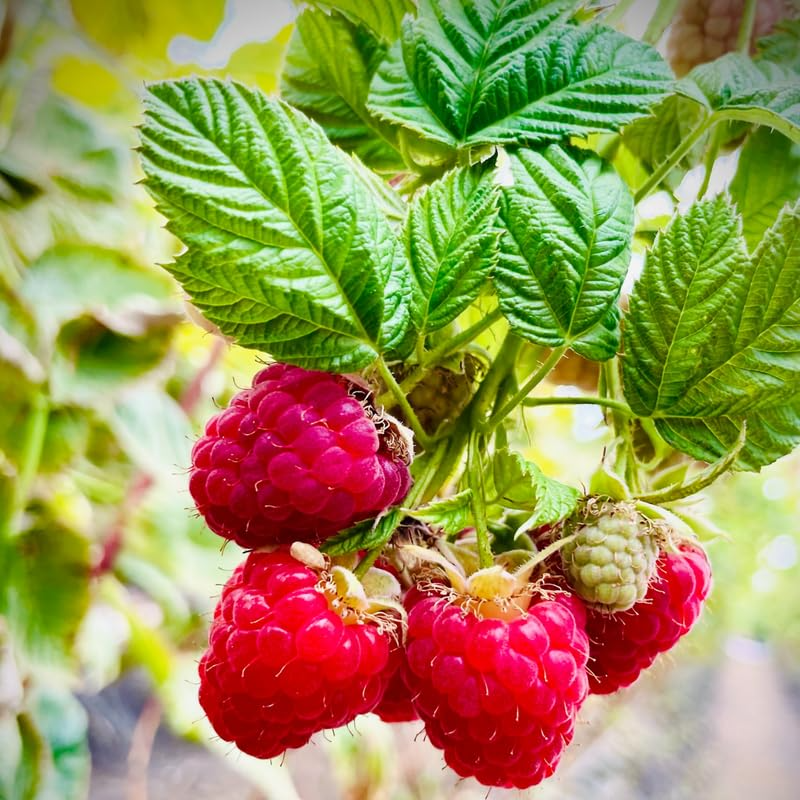1 Raspberry Bush Live Plant – Sweet Raspberries, High-Yield Starter Plant for Home Gardens, Self-Fertile & Easy to Grow
