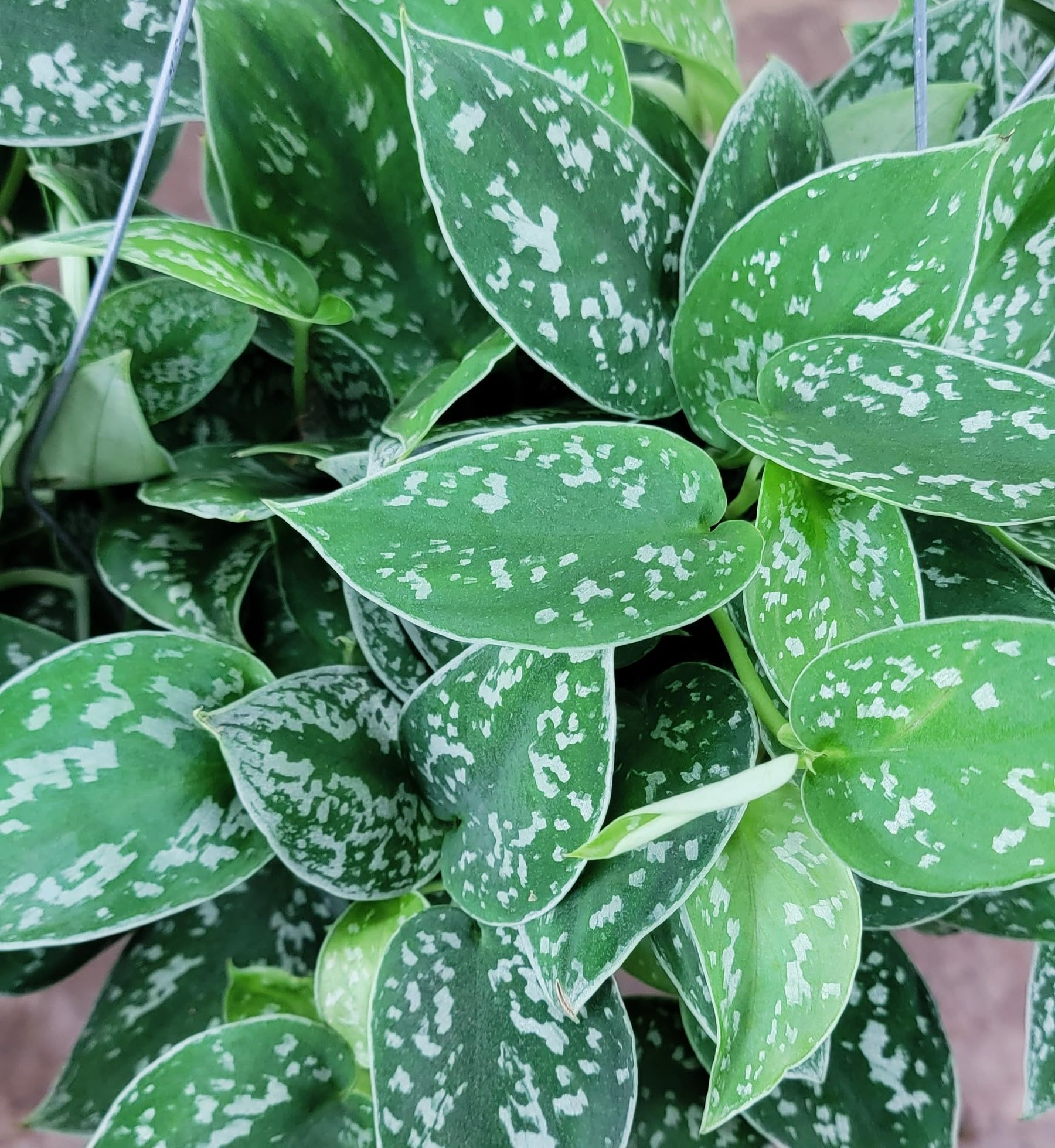 1 Scindapsus Argyraeus - Silver Pothos Live Plant in 4" Pot - Low-Light Indoor Houseplant, Trailing Vine