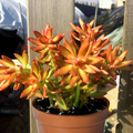 1 Sedum Adolphi Firestorm Succulent - Rooted Plant in 2” Pot - Red-Orange Coppertone, Easy Care, Perfect for Containers