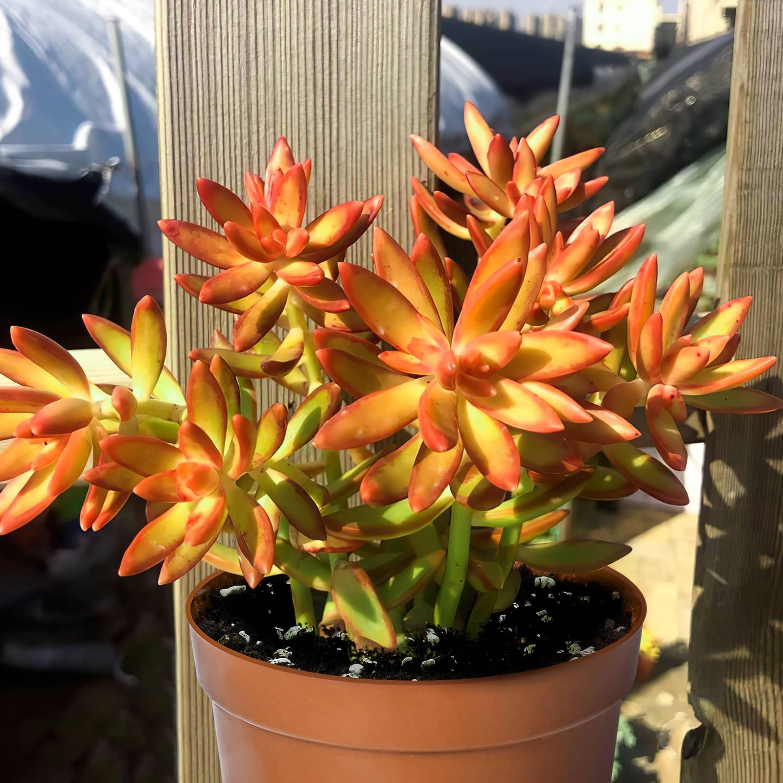 1 Sedum Adolphi Firestorm Succulent - Rooted Plant in 2” Pot - Red-Orange Coppertone, Easy Care, Perfect for Containers