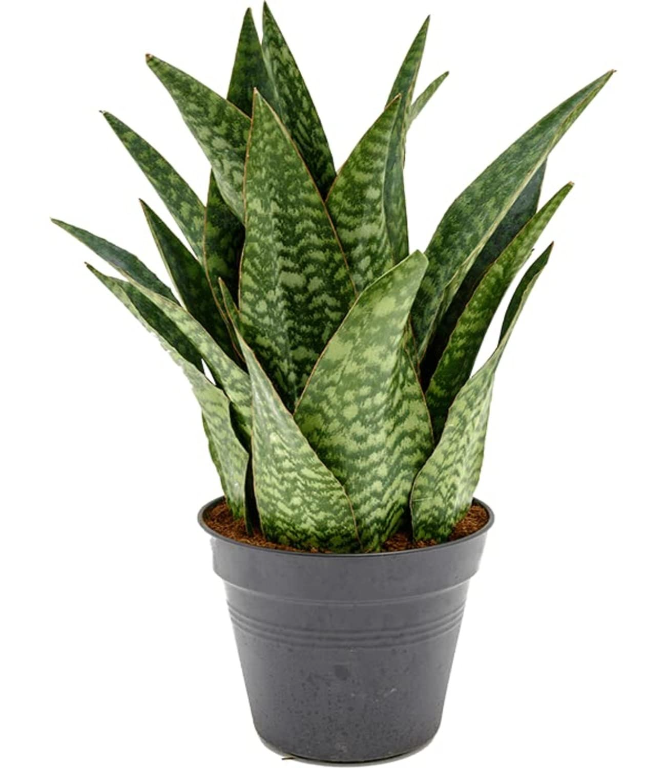 1 Sansevieria francisii - Live Succulent Plant 7-10" Tall in 4" Pot - Drought-Tolerant Snake Plant Cactus