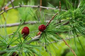 1 American Larch Tree, Live Bare Root Plant, Larix laricina, Hardy Deciduous Conifer for Landscaping