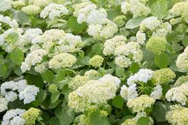 1 Annabelle Smooth Hydrangea | White Hydrangea Starter Plant | Hardy Flowering Shrub