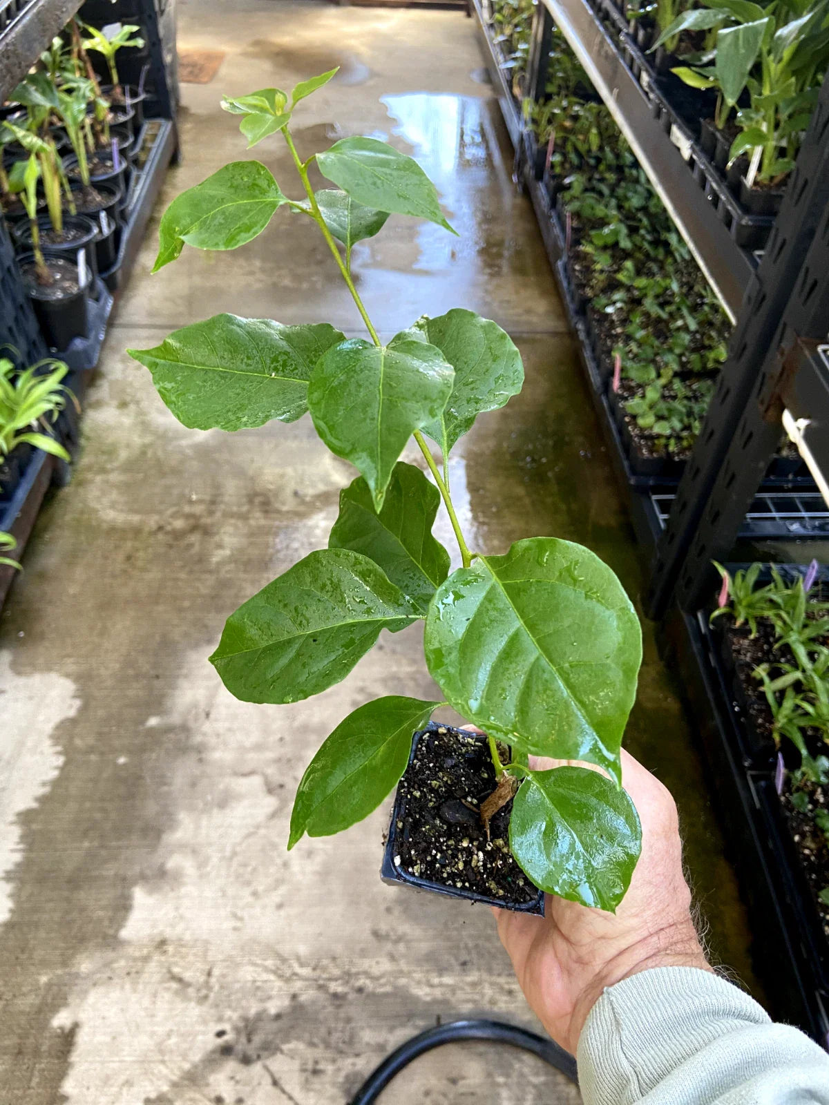 (1) California Gold Bougainvillea Live Plant | Golden Yellow Blooms | Tropical Vine, Fast Growing, Drought Tolerant, Starter Plant