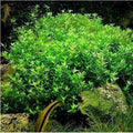 Pearlweed Stems (20+) - Easy Live Aquatic Plant for Freshwater Aquariums, Hemianthus Micranthemoides
