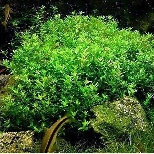 Pearlweed Stems (20+) - Easy Live Aquatic Plant for Freshwater Aquariums, Hemianthus Micranthemoides