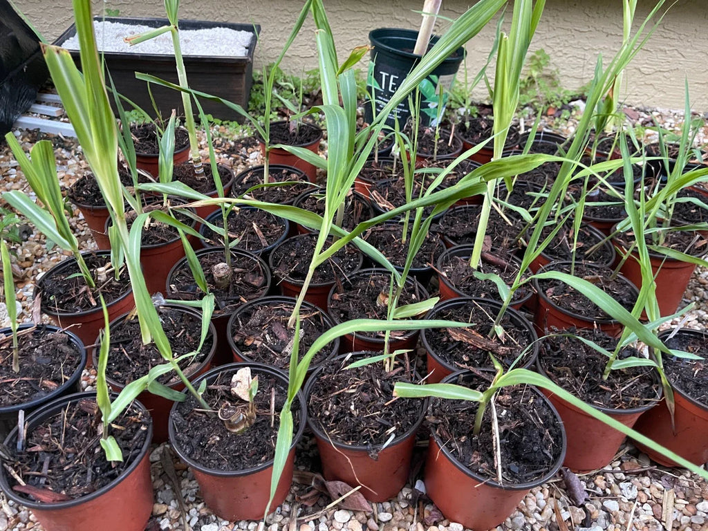 1 Rooted Green/Yellow Sugar Cane Plant - Organic Juicing & Chewing Sugarcane - Ready to Plant, Potted Live Plant