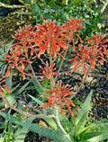 "Zebra Maculata Aloe 10"-12" Bare Root Plant - Red Orange Flowering Aloe Vera"