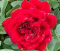 'True Love' Rose Cuttings - Everblooming Live Flower Plant Shrub Bush - 6 Cuttings (Rosa spp.)