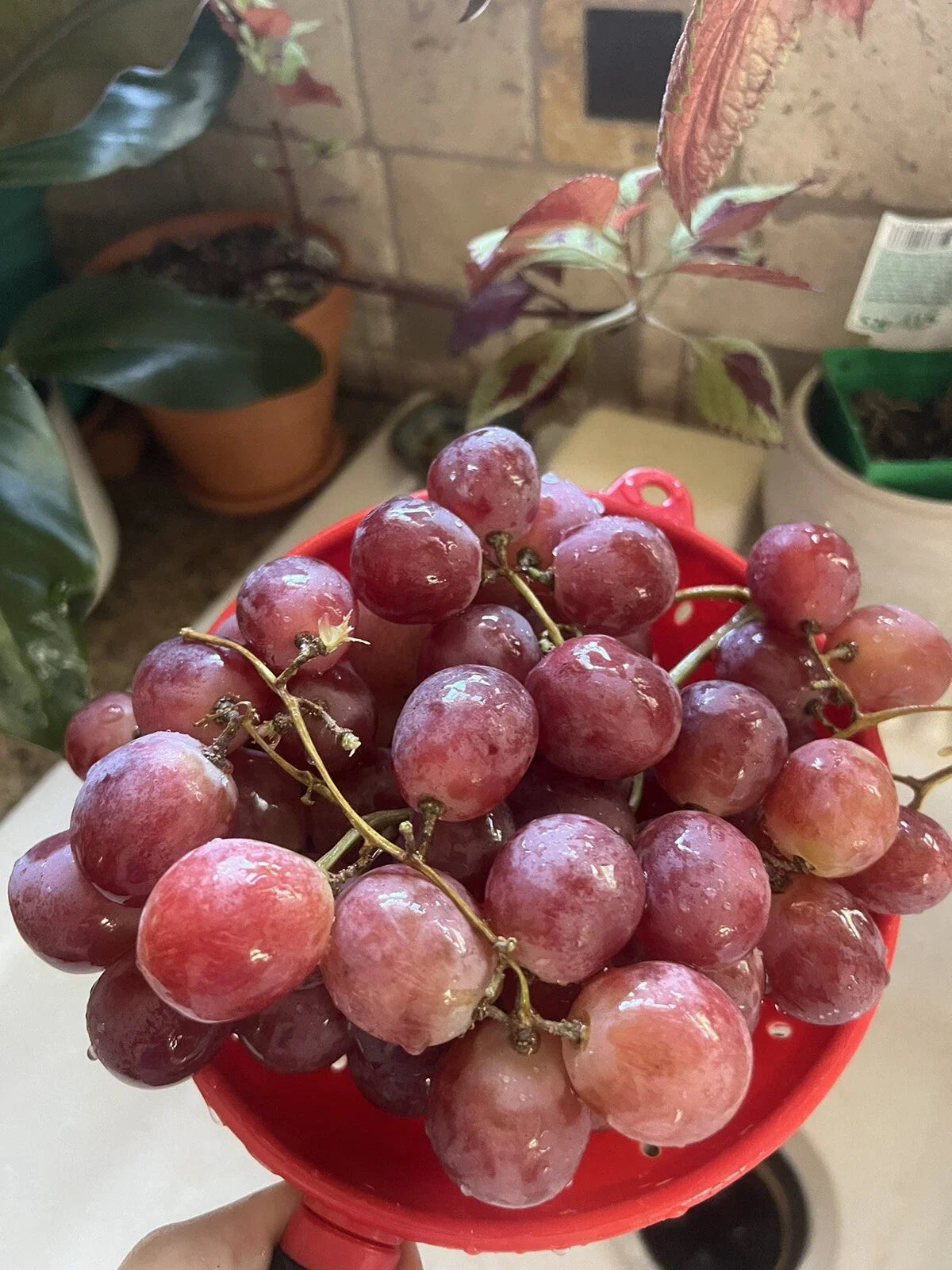 XL Giant Red Globe Grape Seeds - Vitis Vinifera - Table/Dessert Fruit Vine - 10 Seeds for Home Garden