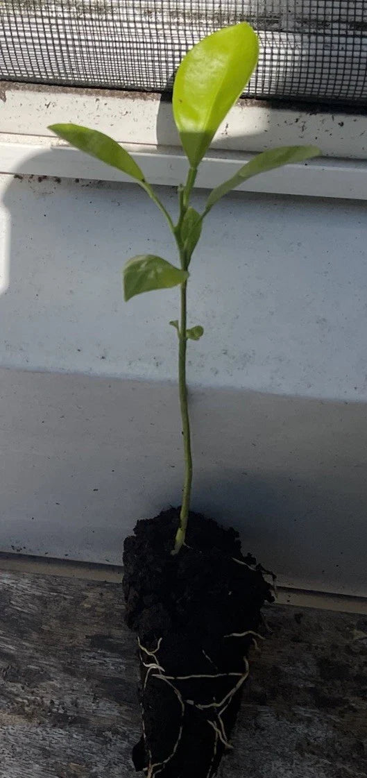 1 Rooted Calamansi Plant 2”-3” | Calamondin Citrus × microcarpa | Kalamansi Live Bare Root Citrus Tree for Home or Garden