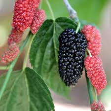 1 Red Mulberry Tree - Morus rubra | 12–24” Live Bare Root | Native Fruit Tree for Wildlife, Shade & Edible Landscapes