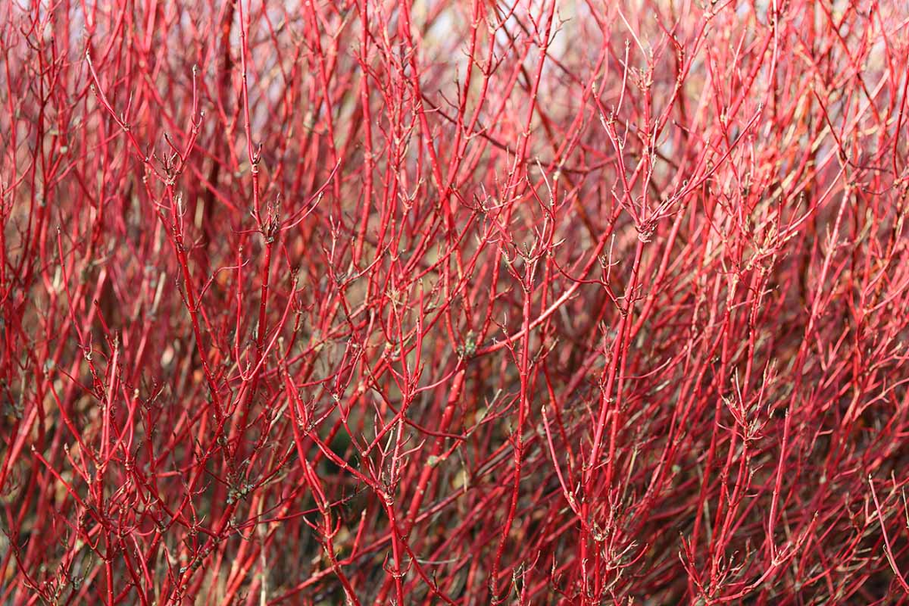 1 Red Twig Dogwood Shrub - Cornus sericea | 12-18” Bare Root | Hardy Native Shrub for Landscapes & Wildlife
