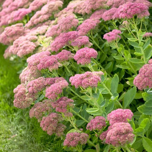 1 Sedum Autumn Joy Live Plant | Bare Rooted Starter | Pink Blooms, Drought Tolerant, Perennial Succulent, Pollinator-Friendly