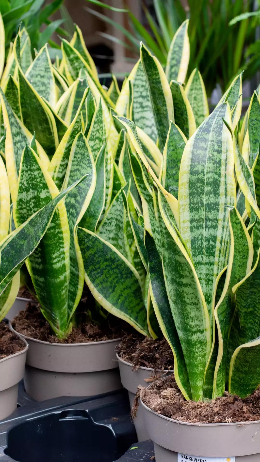 1 Sansevieria Trifasciata Snake Plant in 4" Pot - Low Maintenance Indoor Houseplant, Air Purifying