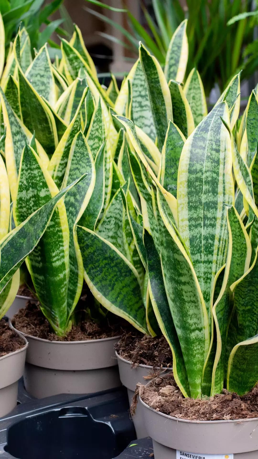 1 Sansevieria Trifasciata Snake Plant in 4" Pot - Low Maintenance Indoor Houseplant, Air Purifying