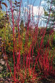 1 Red Twig Dogwood Shrub - Cornus sericea | 12-18” Bare Root | Hardy Native Shrub for Landscapes & Wildlife