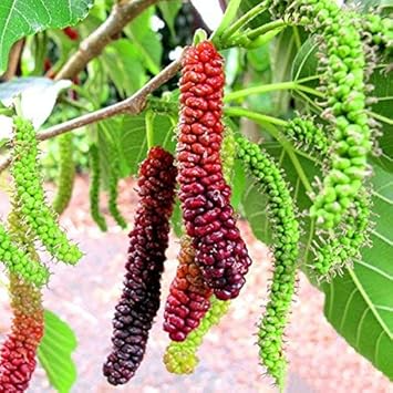 1 Red Mulberry Tree - Morus rubra | 12–24” Live Bare Root | Native Fruit Tree for Wildlife, Shade & Edible Landscapes